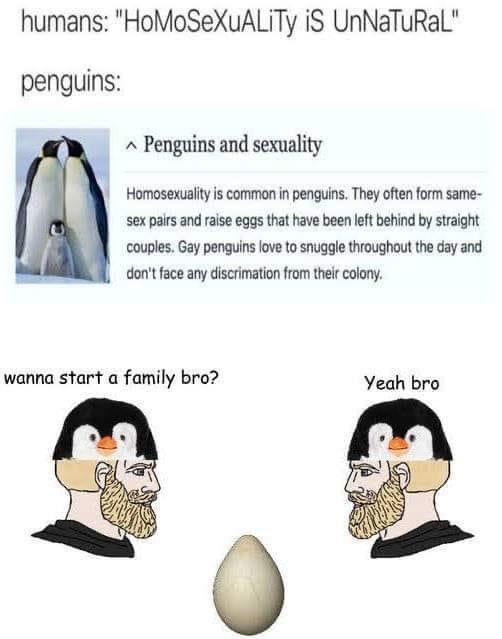 Penguins for Pride: Celebrating LGBTQ+ Love and Inclusivity in Nature’s Most Adorable Creatures!