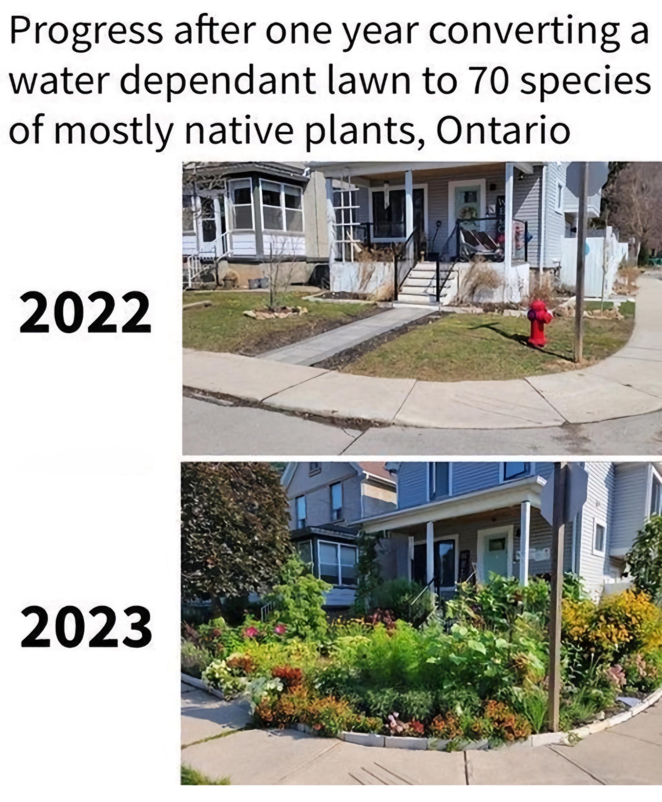 Swapping Sad Grass for Native Plants: Transform Your Yard with Eco-Friendly Landscaping Solutions!