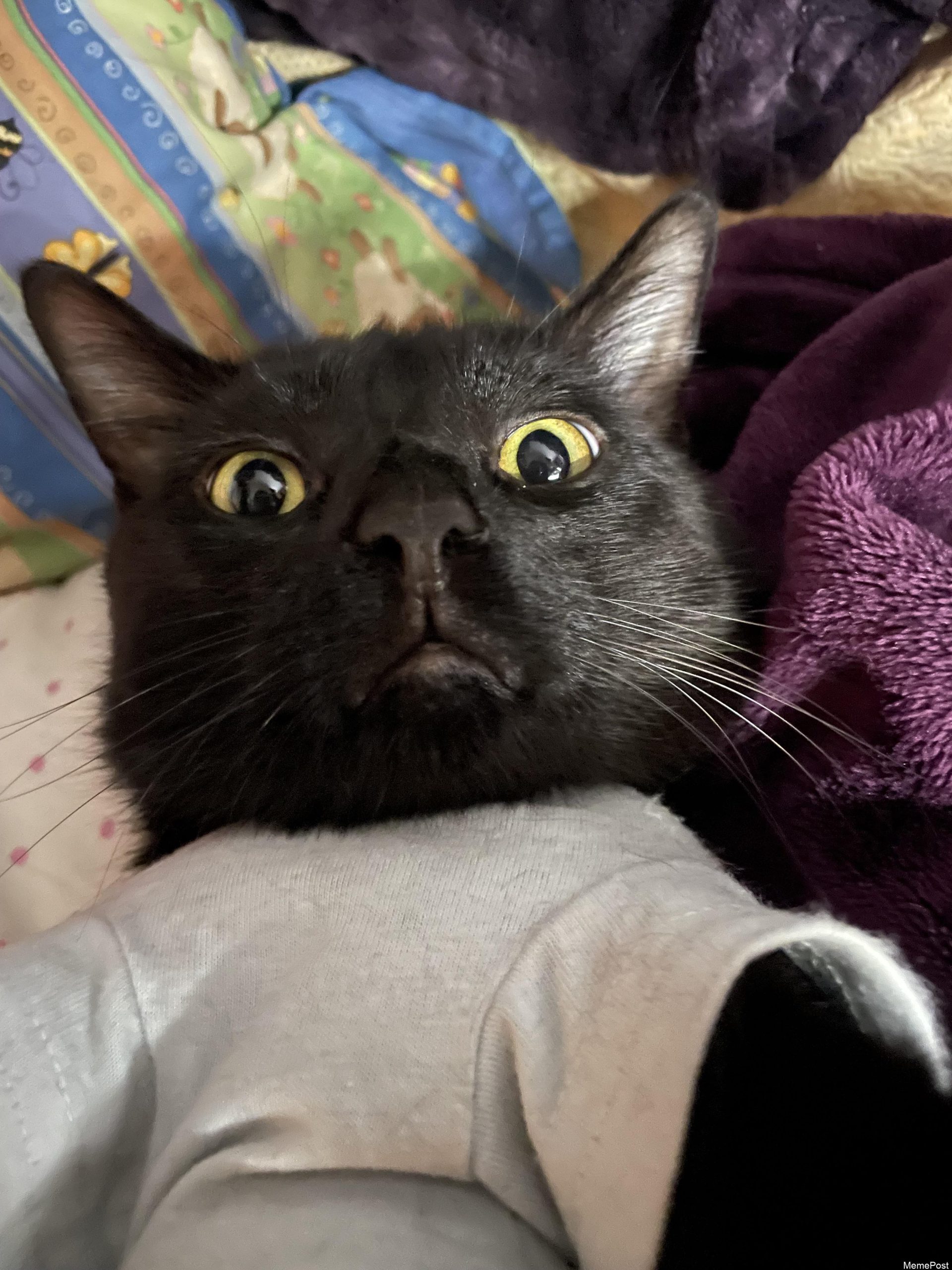 This picture I took of my cat ended up looking like he was trying to take a selfie! 🐈‍⬛🤳😂