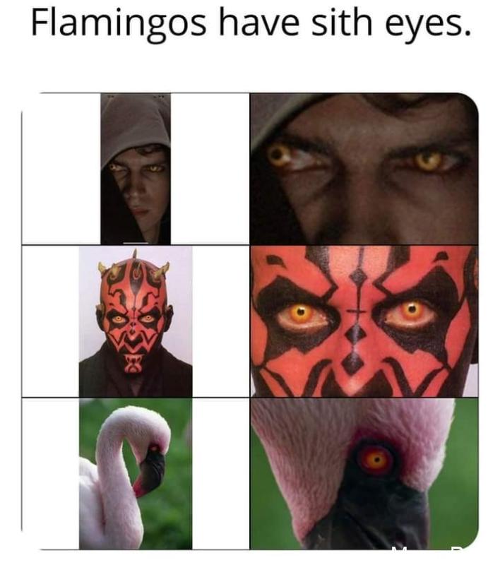 We First Had Jar-Jar with Sith Eyes as a Joke; Now Flamingos Join the Fun with Sith Eyes!