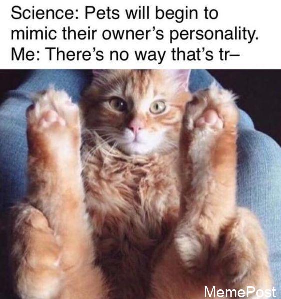 What Are You Doin, Step Cat? Hilarious Animal Meme for Cat Lovers and Funny Pet Enthusiasts!